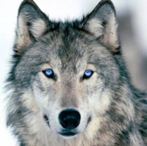 magem do rosto de um lobo cinzento de olhos azuis
